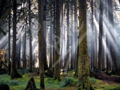 WASHINGTON Sol Duc Springs